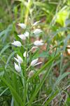 10 kleine Schoenheit im Gras