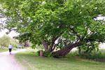 12 ein alter Baum am Weg